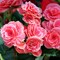 Strawberry Ripple Begonia Bulbs 4 Pack Pink Big Blooms Garden Plants 8-10
